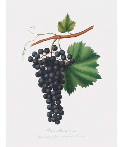 Uva Berzemina - Grape Print Only(Matte) 30x40 $36.43 Designer