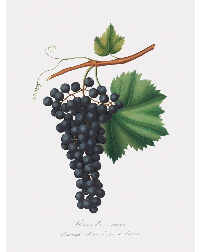 Uva Berzemina - Grape Print Only(Matte) 30x40 $36.43 Designer