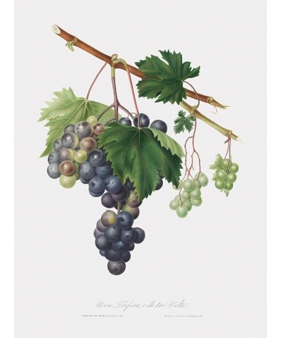 Uva Trifera - Grape from Ischia Print Only(Matte) 18x24 $44.53 Designer