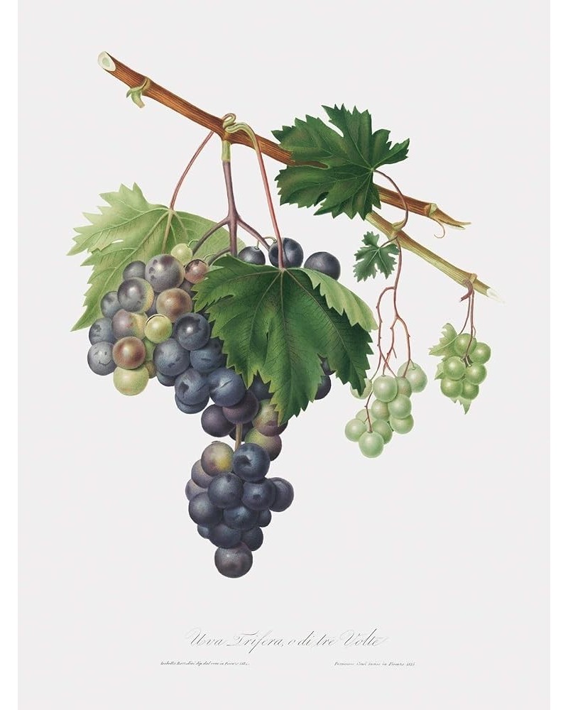 Uva Trifera - Grape from Ischia Print Only(Matte) 18x24 $44.53 Designer