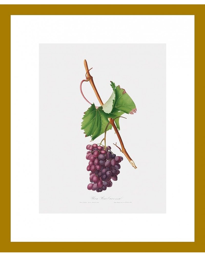 Uva Barbarossa - Grape Barberossa Gold frame 9x12 $49.93 Rectangular