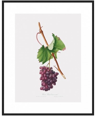 Uva Barbarossa - Grape Barberossa Black frame 24x32 $99.31 Rectangular