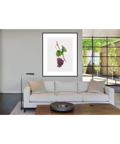 Uva Barbarossa - Grape Barberossa Black frame 24x32 $99.31 Rectangular