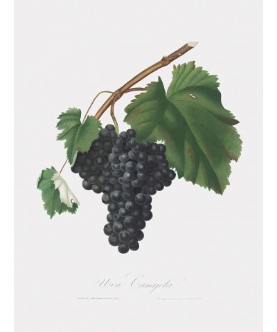 Uva Canajola - Black Canaiolo Print Only(Matte) 24x32 $105.58 Rectangular