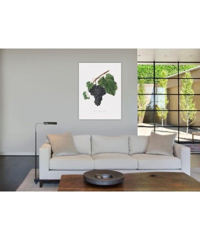 Uva Canajola - Black Canaiolo Print Only(Matte) 24x32 $105.58 Rectangular