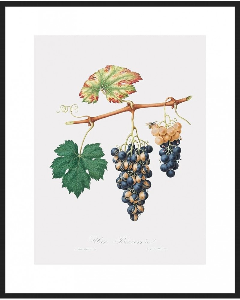 Uva Bizzaria - Summer Grape Black frame 24x32 $38.86 Designer