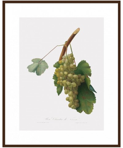 Uva Claretta di Nizza - Claretta Grape Walnut frame 24x32 $73.90 Designer