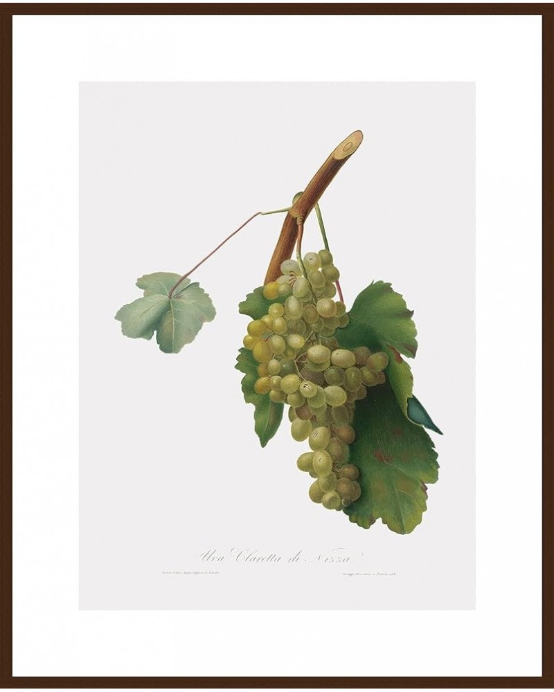 Uva Claretta di Nizza - Claretta Grape Walnut frame 24x32 $73.90 Designer