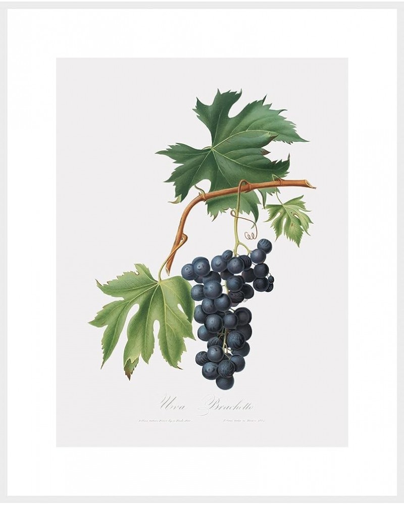 Uva Brachetto - Grape White frame 30x40 $58.03 Designer