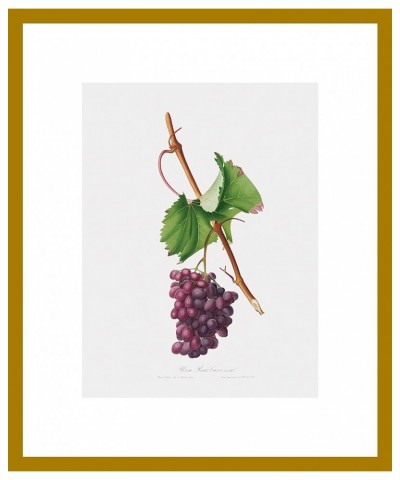 Uva Barbarossa - Grape Barberossa Gold frame 12x16 $32.62 Rectangular