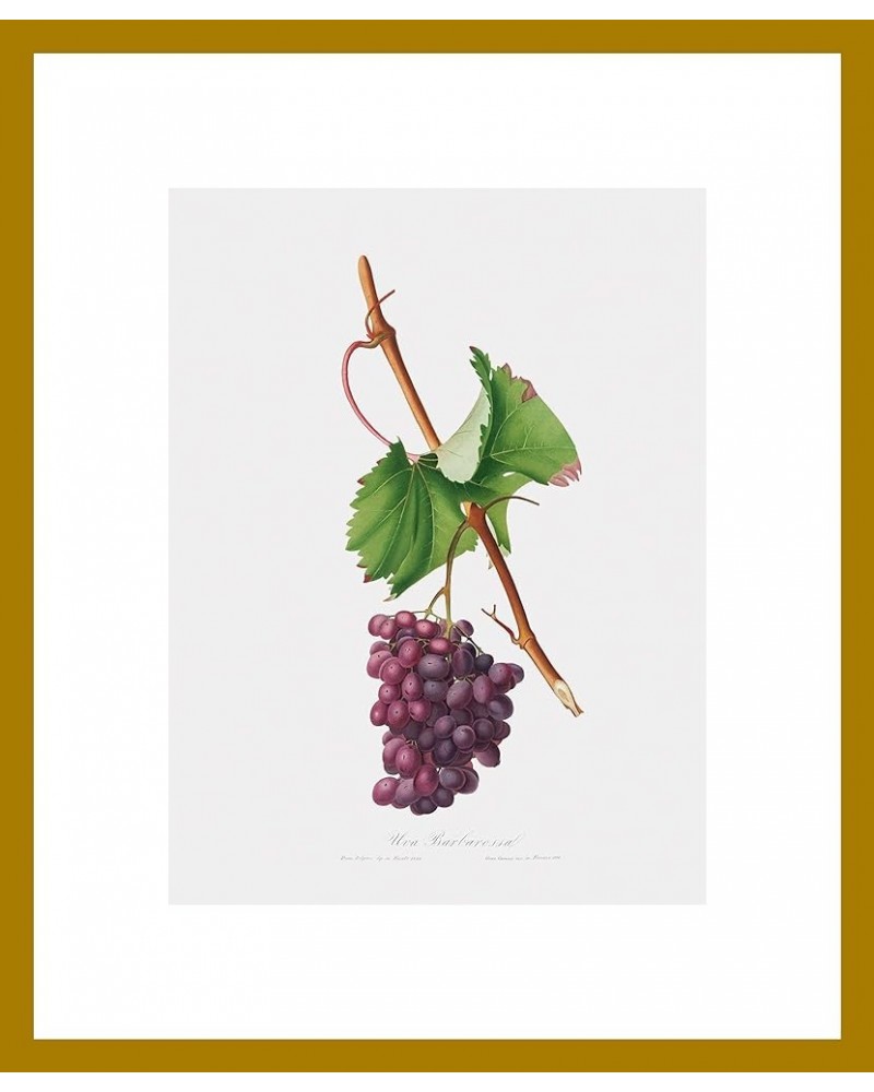 Uva Barbarossa - Grape Barberossa Gold frame 12x16 $32.62 Rectangular