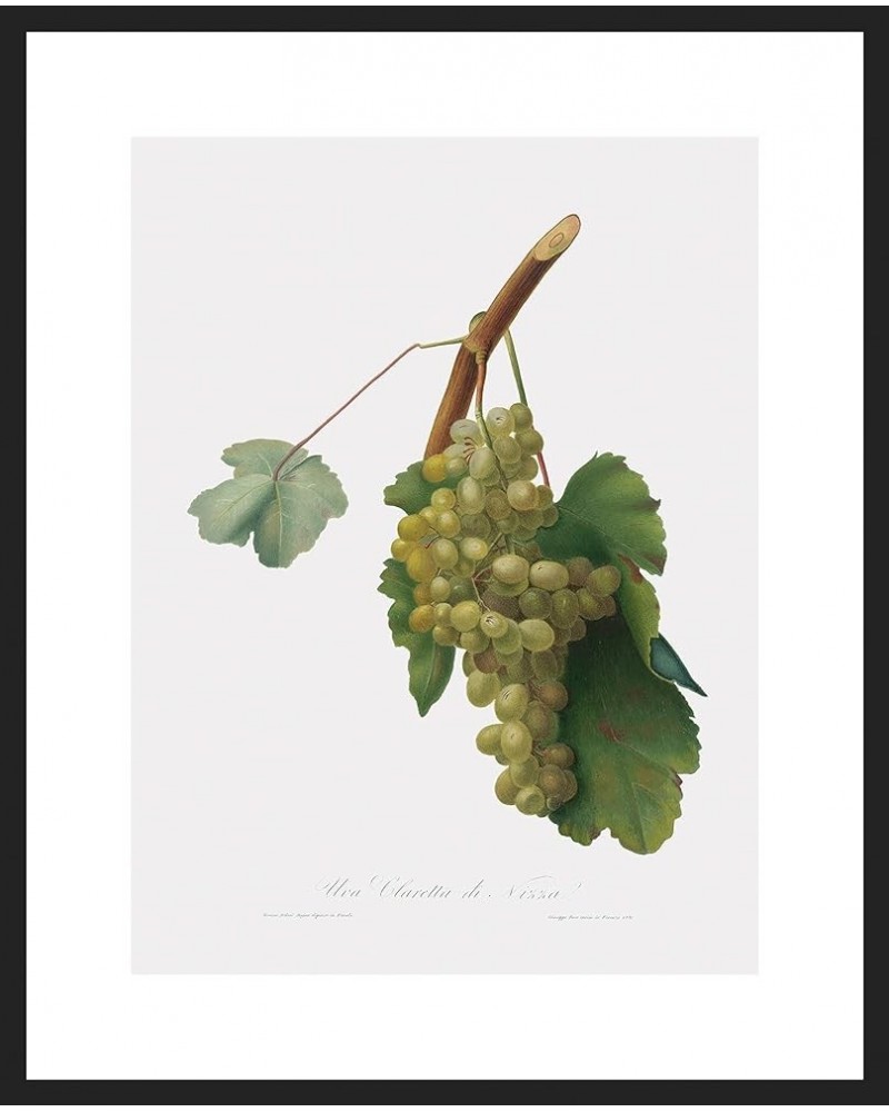 Uva Claretta di Nizza - Claretta Grape Black frame 18x24 $73.90 Designer