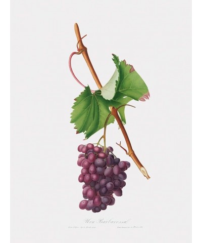 Uva Barbarossa - Grape Barberossa Print Only(Matte) 24x32 $37.37 Rectangular