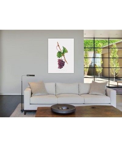 Uva Barbarossa - Grape Barberossa Print Only(Matte) 24x32 $37.37 Rectangular