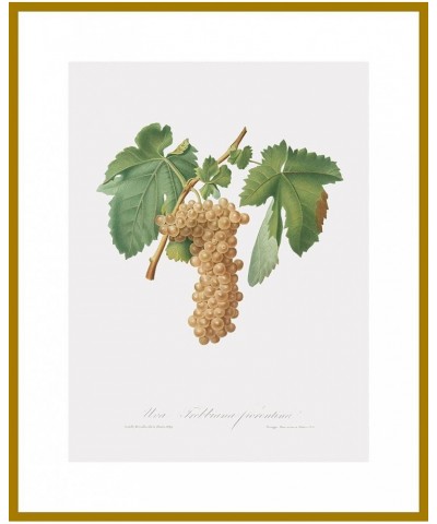 Uva Trebbiana Fiorentino - Trebbiano Grapes Gold frame 24x32 $148.48 Rectangular