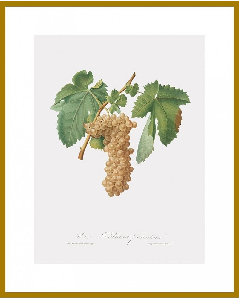 Uva Trebbiana Fiorentino - Trebbiano Grapes Gold frame 24x32 $148.48 Rectangular