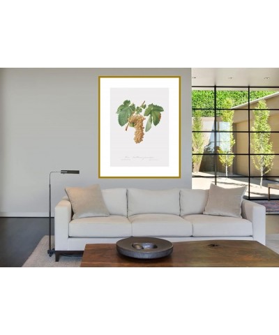 Uva Trebbiana Fiorentino - Trebbiano Grapes Gold frame 24x32 $148.48 Rectangular