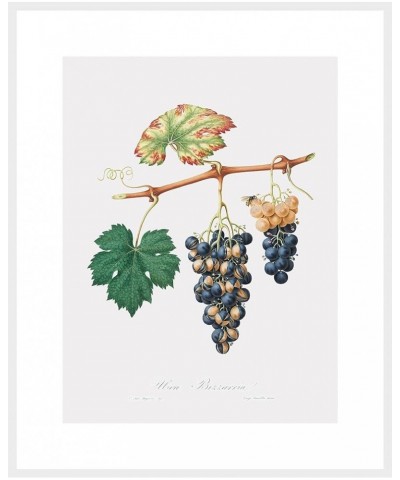 Uva Bizzaria - Summer Grape White frame 24x32 $43.18 Designer