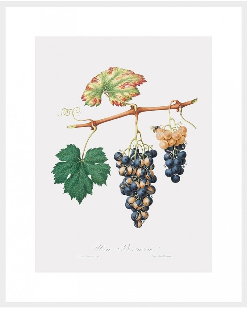 Uva Bizzaria - Summer Grape White frame 24x32 $43.18 Designer