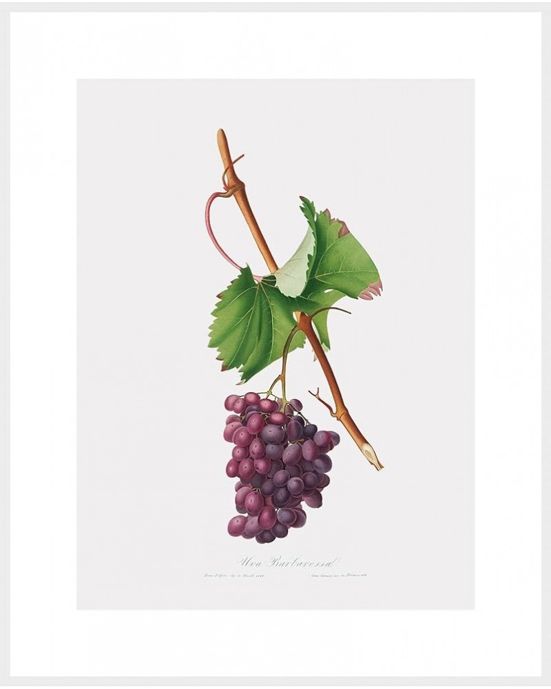 Uva Barbarossa - Grape Barberossa White frame 30x40 $118.78 Rectangular