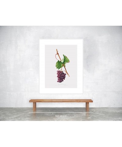 Uva Barbarossa - Grape Barberossa White frame 30x40 $118.78 Rectangular