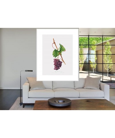 Uva Barbarossa - Grape Barberossa White frame 30x40 $118.78 Rectangular