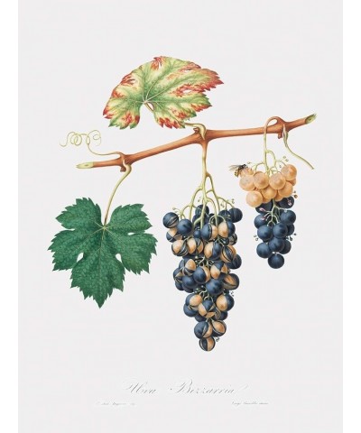 Uva Bizzaria - Summer Grape Print Only(Matte) 9x12 $38.86 Designer