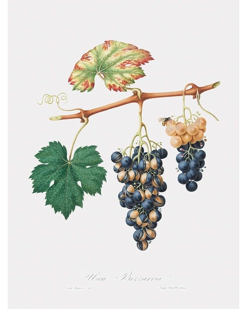 Uva Bizzaria - Summer Grape Print Only(Matte) 9x12 $38.86 Designer