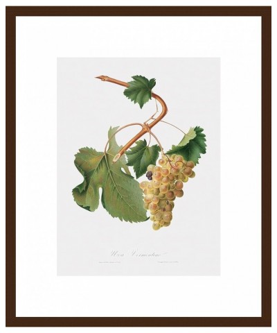 Uva Vermantino - Vermentino Grapes Walnut frame 12x16 $41.28 Designer