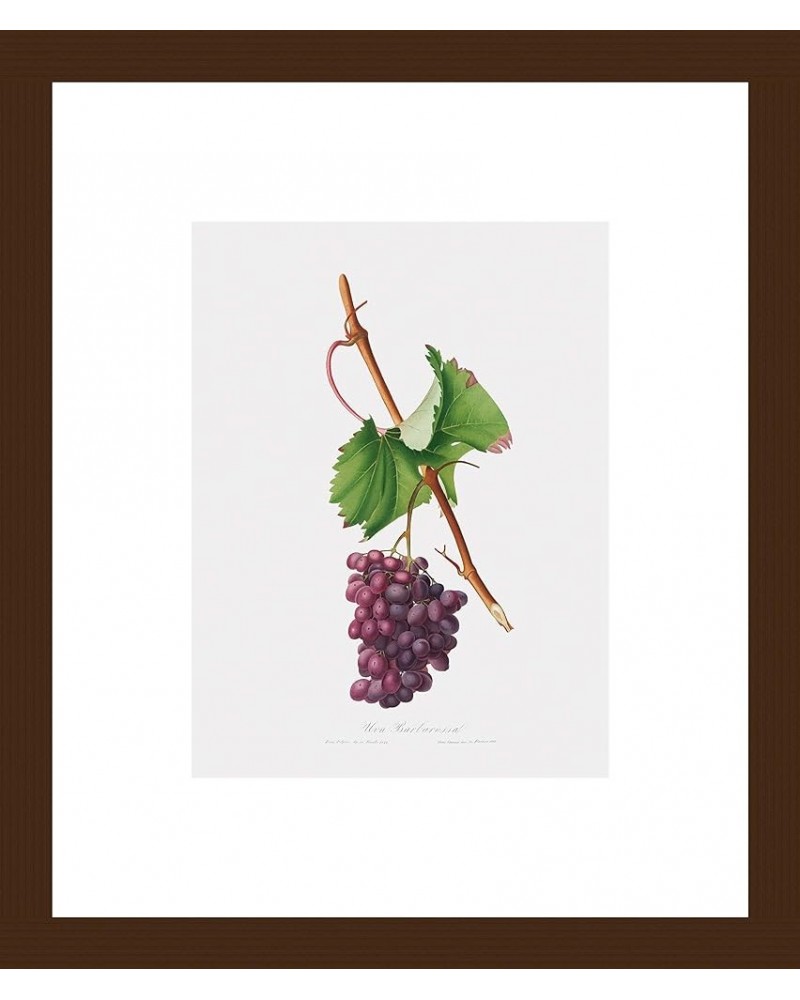 Uva Barbarossa - Grape Barberossa Walnut frame 6x8 $108.88 Rectangular