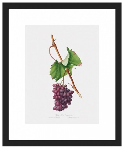 Uva Barbarossa - Grape Barberossa Black frame 9x12 $108.88 Rectangular