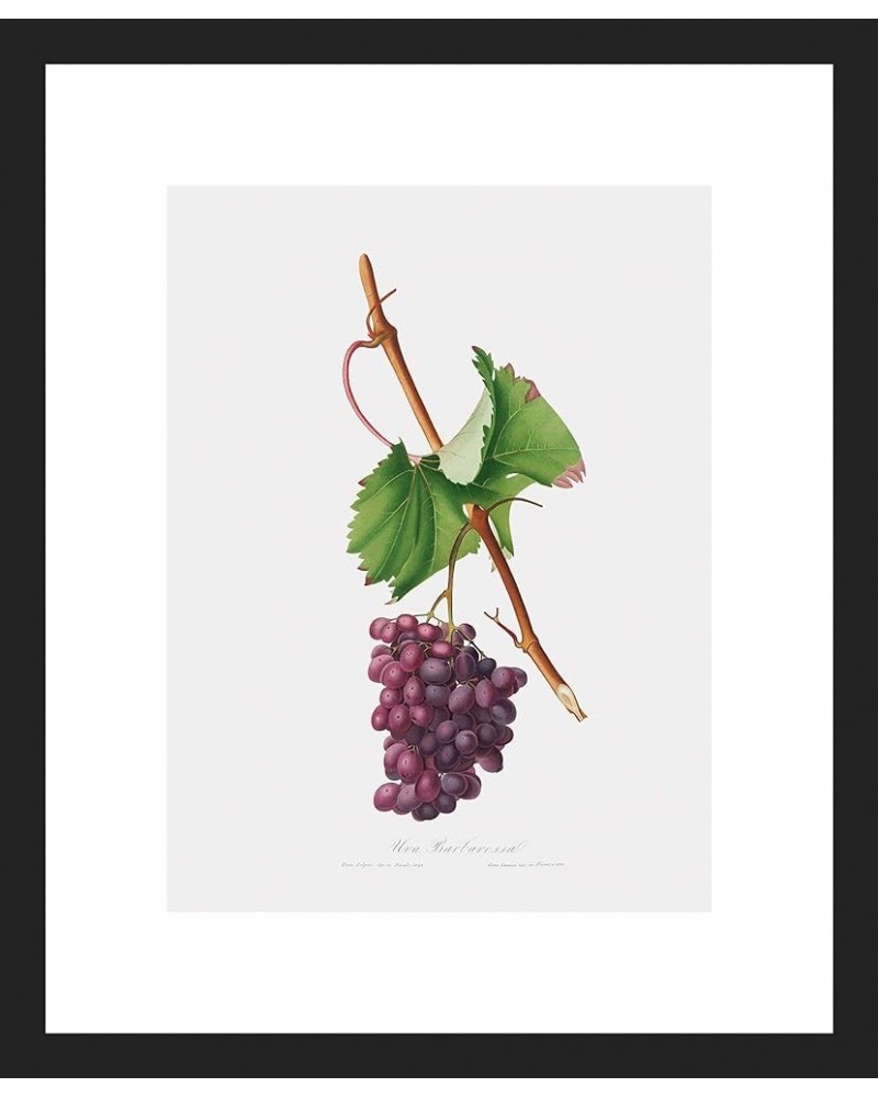 Uva Barbarossa - Grape Barberossa Black frame 9x12 $108.88 Rectangular