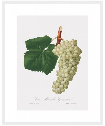 Uva Albarola Genovese - White Grape White frame 18x24 $112.18 Rectangular