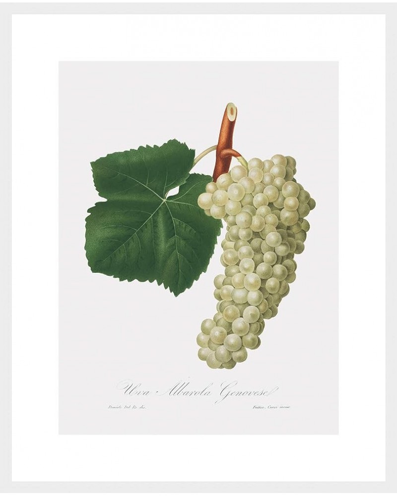 Uva Albarola Genovese - White Grape White frame 18x24 $112.18 Rectangular