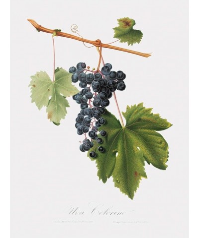 Uva Colorino - Grape Print Only(Matte) 6x8 $125.38 Rectangular